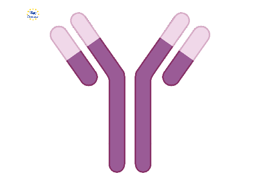 [31905ES80] Anti-SN38 Mouse mAb - 1 mg